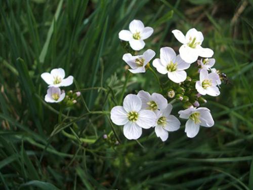 Rzeżucha łąkowa (Cardamine pratensis L.)