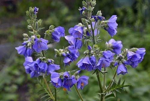 Wielosił bł. (Polemonium caeruleum L.)