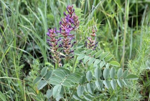 Lukrecja gładka (Glycyrrhiza glabra)