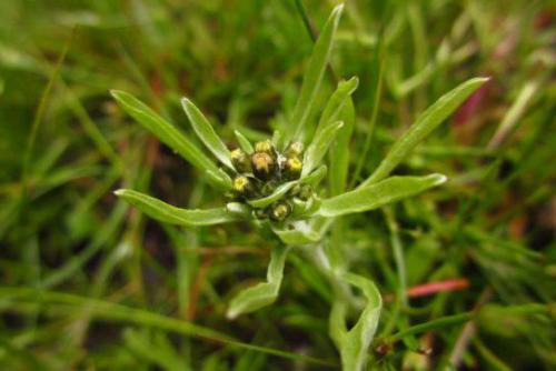 Szarota bł. (Gnaphalium uliginosum L.)