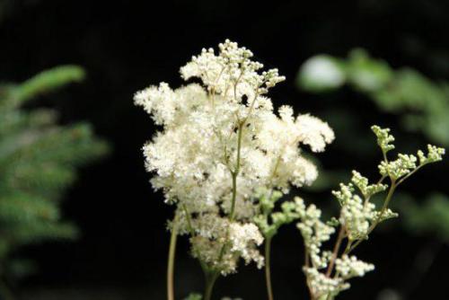 Wiązówka bł. (Filipendula ulmaria) 