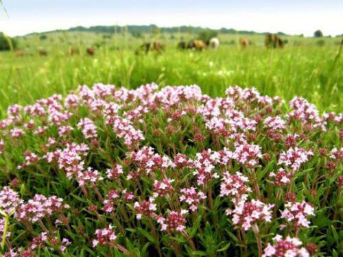 Macierzanka zw.(Thymus vulgaris L.)