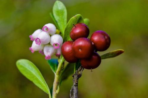 Mącznica (Arctostaphylos) 