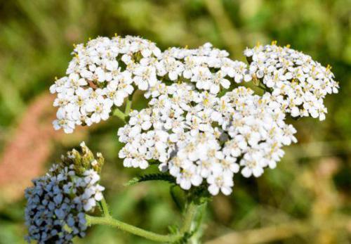 Krwawnik posp. (Achillea millefolium L.)