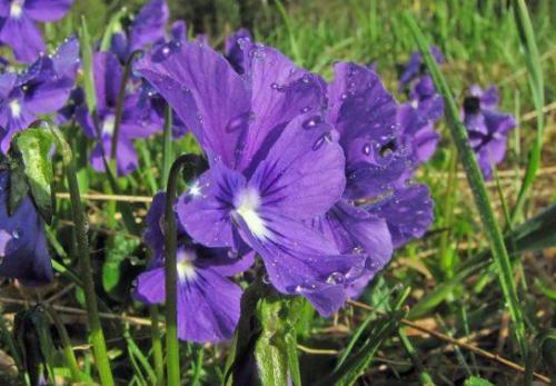 Fiołek wonny (Viola odorata L.)