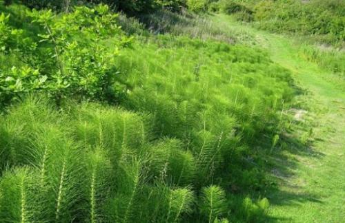 Skrzyp polny (Equisetum arvense L.)