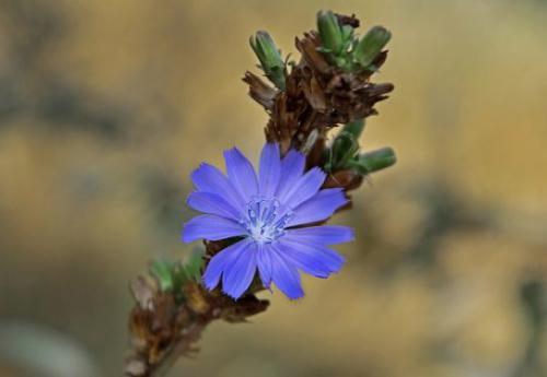 Cykoria (Cichorium L.)