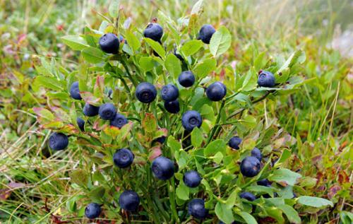 Borówka cz. (Vaccinium myrtillus L.)