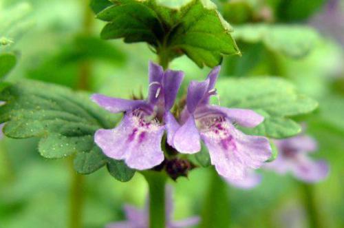 Bluszcz Budra  ( łac. Glechoma hederacea )