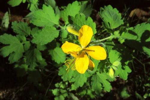 Glistnik (Chelidonium majus L.)