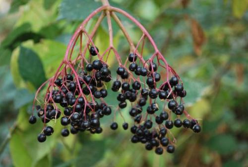 Bez czarny ( łac. Sambucus nigra )