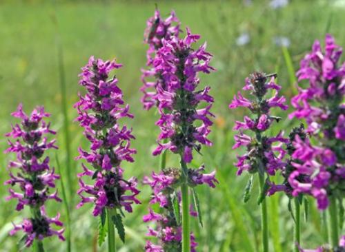 Bukwica zwyczajna  (Stachys officinalis (L.)