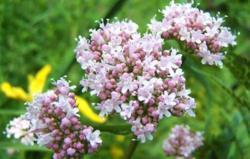 Kozłek lekarski (Valeriana officinalis )