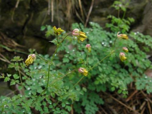 Cuchnąca bazylia (Thalictrum foetidum L.)