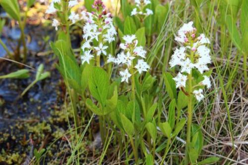 Bobrek trójlistkowy (Menyanthes trifoliata L.) 