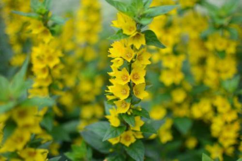 Tojeść pospolita (Lysimachia vulgaris L.) 