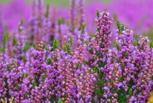 Wrzos pospolity (Calluna vulgaris (L.) 