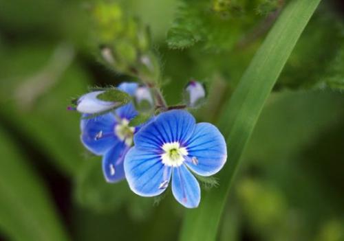 Przetacznik pagórkowy (veronica teucrium)