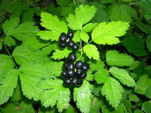 Czerniec gronkowy (Actaea spicata L.) 