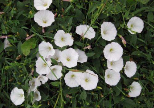 Powój polny (Convolvulus arvensis L.)