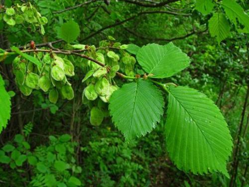 Wiąz szypułkowy (Ulmus laevis)