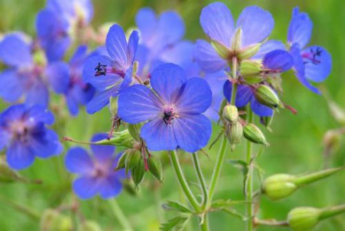 Bodziszek łąkowy (Geranium pratense L.) 