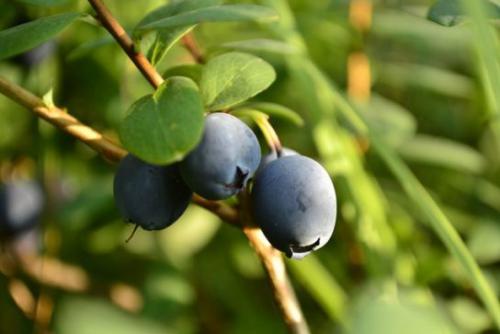 Borówka bagienna, pijanica (Vaccinium uliginosum)