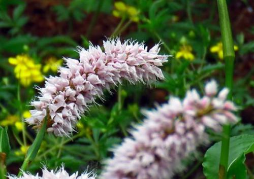 Rdest wężownik (Polygonum bistorta L.)