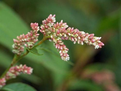 Rdest ostrogorzki (Persicaria hydropiper (L.) Delarbre) 