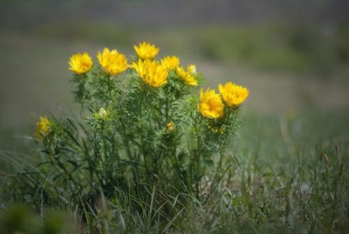 Miłek wiosenny (Adonis vernalis L.)