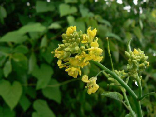 Kapusta sitowata[4] (Brassica juncea (L.) 