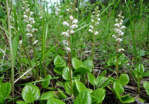 Gruszyczka okrągł. (Pyrola rotundifolia L.)