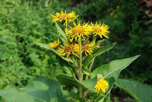 Oman wielki (Inula helenium) 