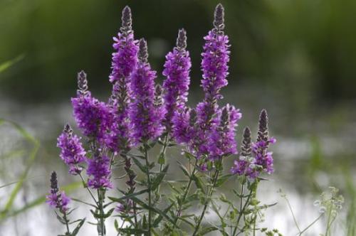 Krwawnica pospolita (Lythrum salicaria L.)