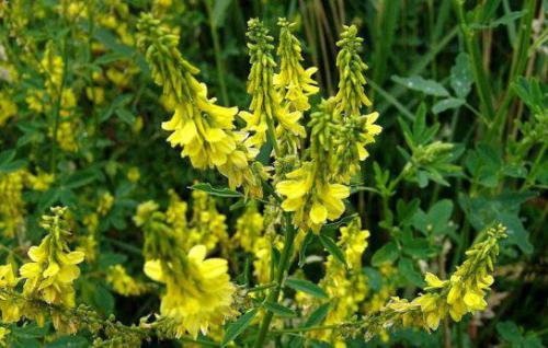 Nostrzyk lekarski (Melilotus officinalis)