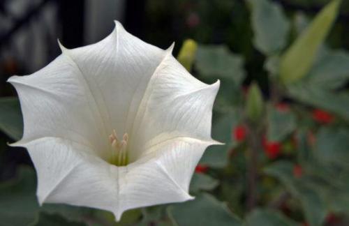 Bieluń dziędzierzawa (Datura stramonium L.)