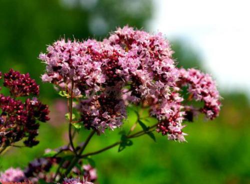 Lebiodka pospolita (Origanum vulgare)