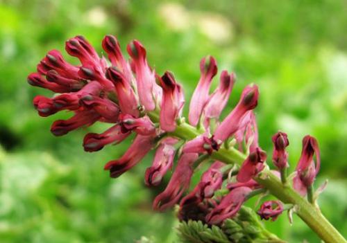  Dymnica pospolita ( Fumaria officinalis )