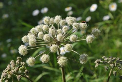 Arcydzięgiel litwor (Angelica archangelica L)