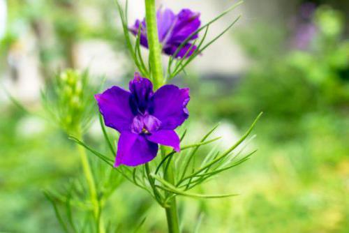 Ostróżeczka polna (Delphinium consolida L)