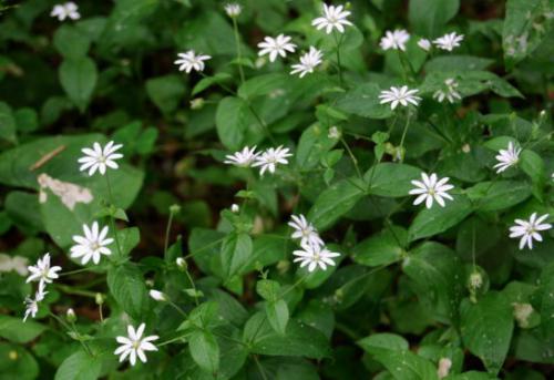 Gwiazdnica pospolita (Stellaria media (L.)