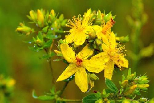 Dziurawiec zwyczajny (Hypericum perforatum L.)