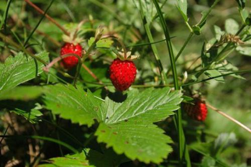 Poziomka pospolita (Fragaria vesca L.)