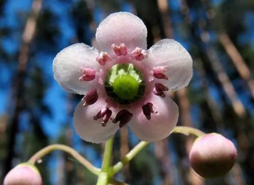 Pomocnik baldaszkowy (Chimaphila umbellata (L.)