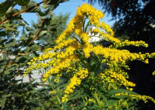 Nawłoć pospolita (Solidago virgaurea L.)