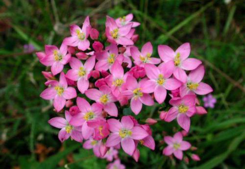 Centuria (Centaurium Hill.) 