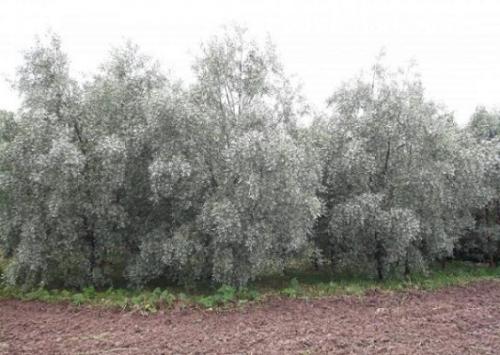 Wierzba biała  (Salix alba L.)