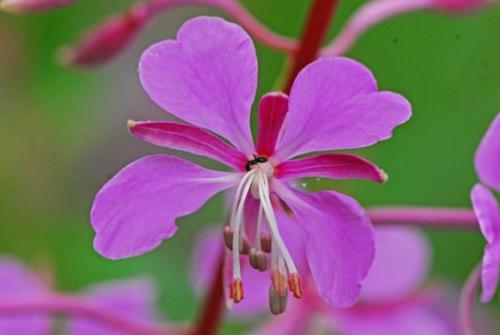 Wierzbówka kiprzyc (Epilobium angustifolium