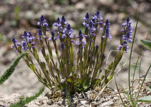 Polygala amarella (or P. amara),