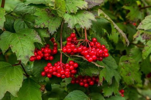 Kalina koralowa (Viburnum opulus L.) 